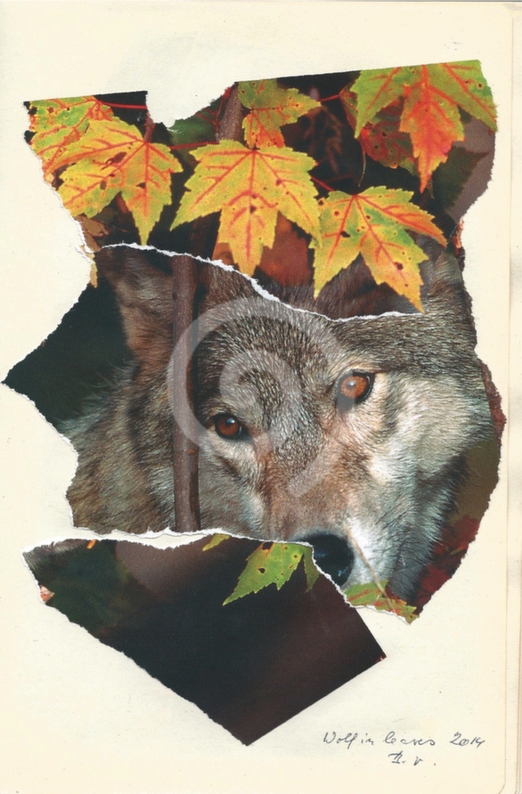 wolf_in_leaves__vlk_v_listi_2014
