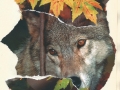 Wolf in leaves/Vlk v listí (2014)